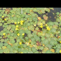 Faux nenuphar, Nymphoides peltata (fam Menyanthacees) (Europe ouest, Asie a Chine, Japon) (1)